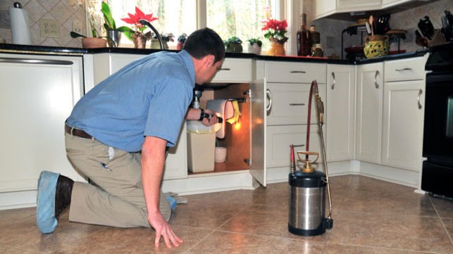 Exterminator checking below the sink of a household kitchen