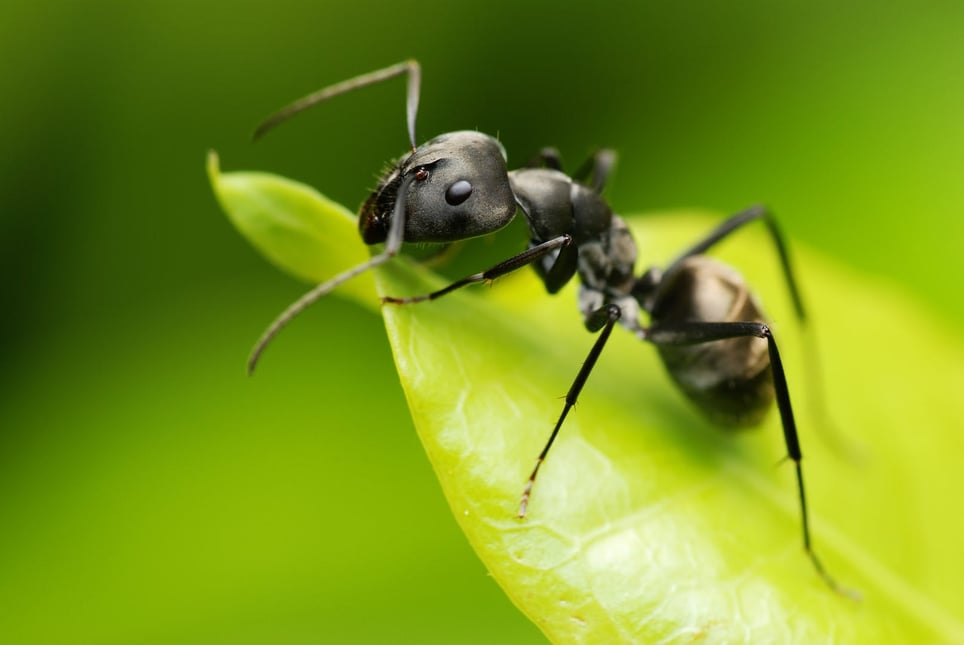 A closeup macro image of an ant on a leaf