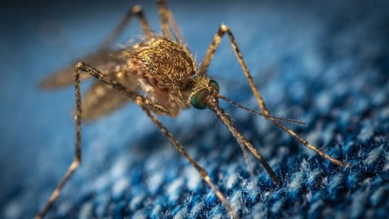 Pros and Cons of Professional Mosquito Control Services