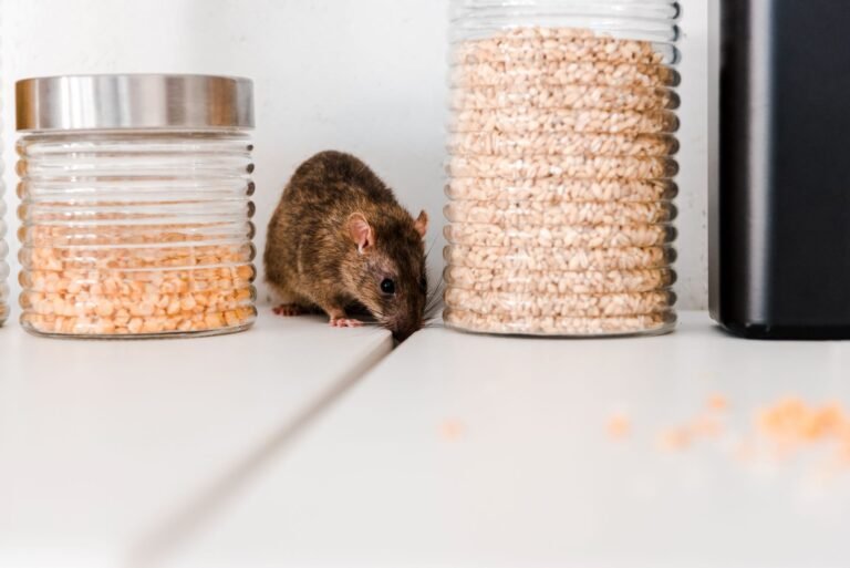 Keep Rodents Out: Effective Home Strategies