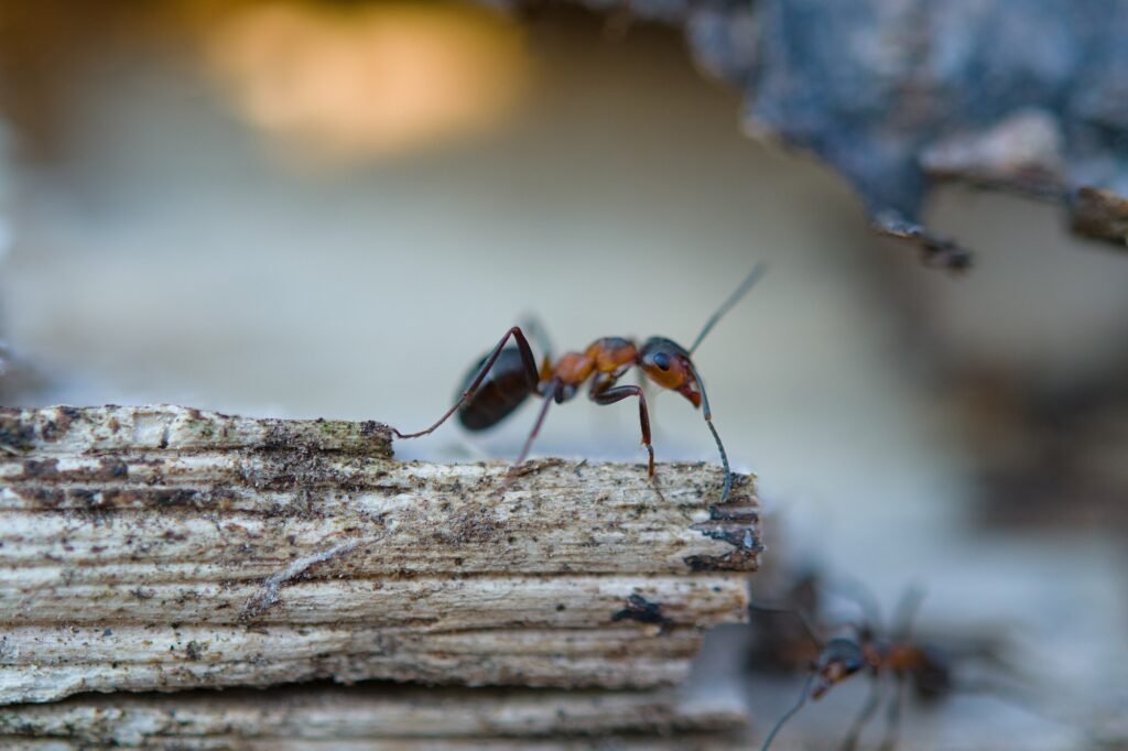 understanding local costs: what you should expect for professional ant removal services, ant