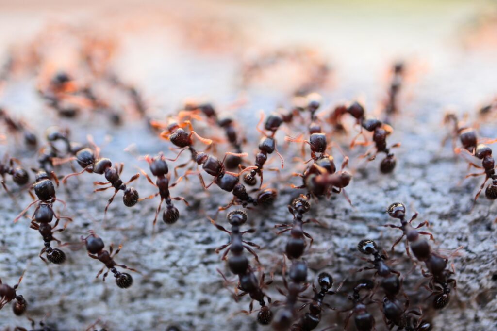 Urban Pest Control image illustrating professional ant extermination services in Atlanta.