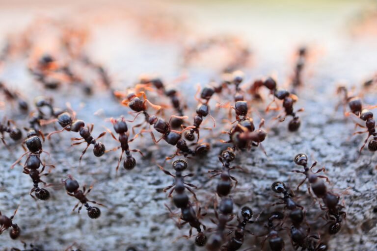 How to Find Ant Extermination Near You