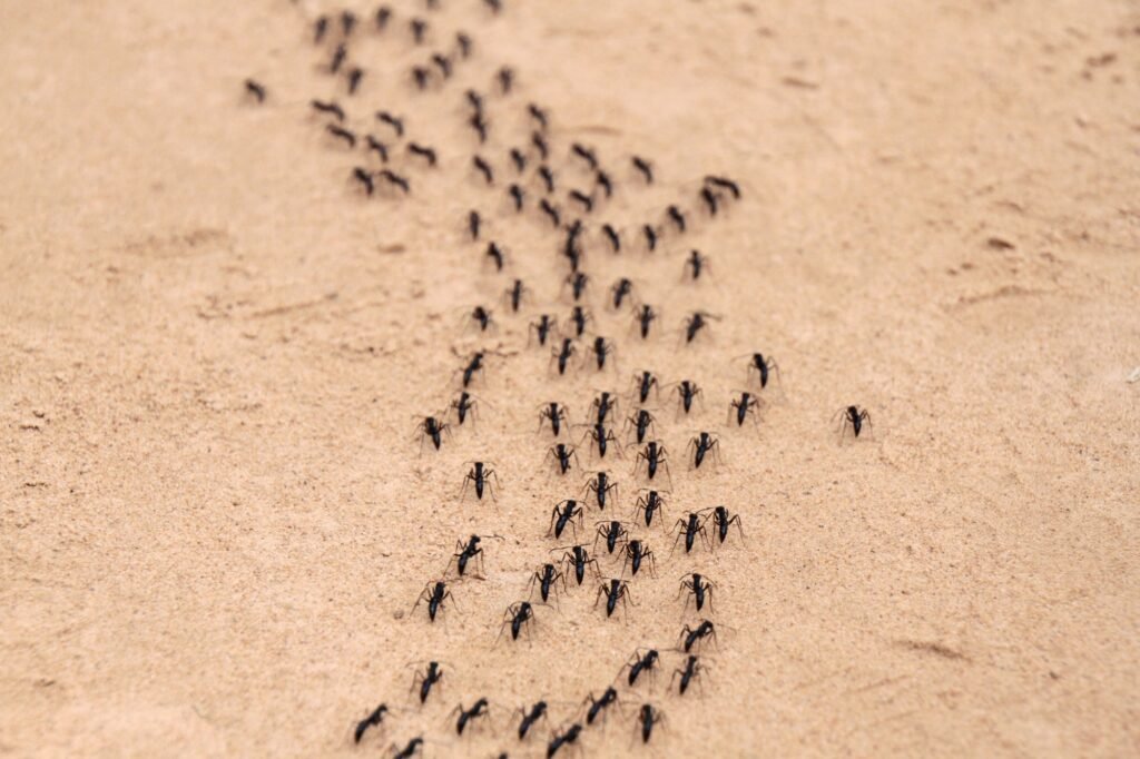 have you noticed ants marching into your home? you’re not alone, ants marching in a line