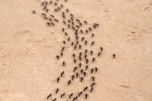 what to do if you notice ants entering your home, ants marching in a line