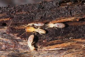 how many types of termites are there, closeup on some workers and a soldier western subterranean termite reticulitermes hesperus