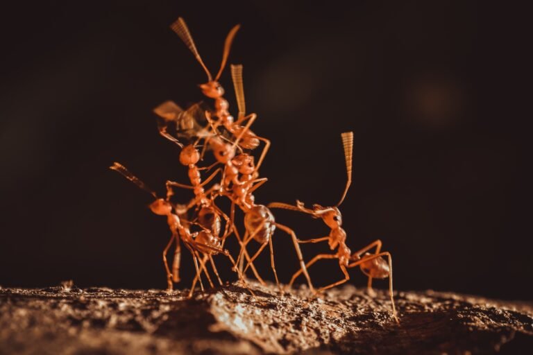 Ant Behavior Explained: Household vs. Carpenter Ants