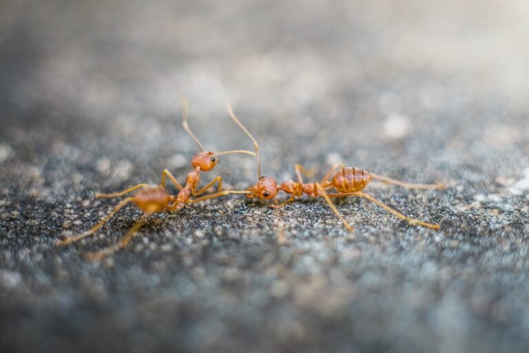 Natural Solutions for Ant Problems Without Harsh Chemicals