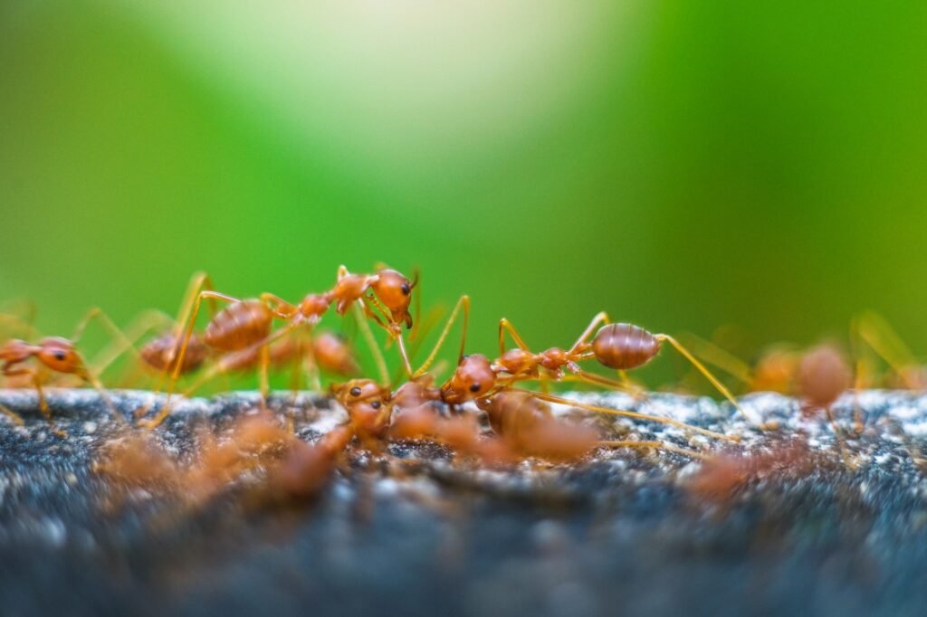 have you ever thought ants were simply pests, misunderstanding their role in nature? contrary to popular, red imported fire ant action of fire ant