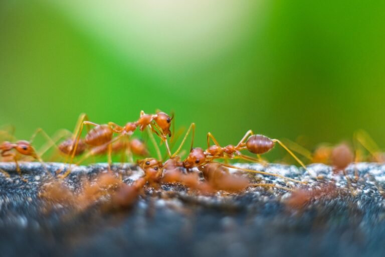 Misconceptions About Ants: What You Really Should Know