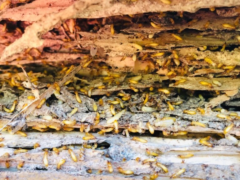 Understanding Termite Season: Prevention Tips