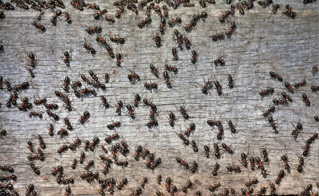 top proven strategies for effectively managing, swarm of ants