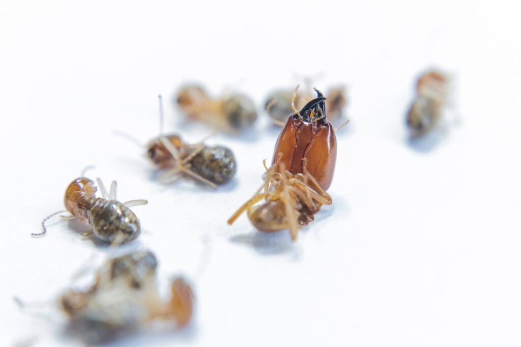 Image of termite treatment process by Urban Pest Control, showing effective methods for managing termite infestations.