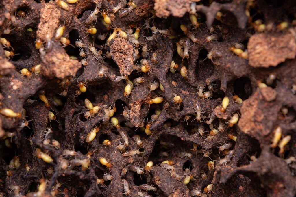 Termites eat wooden planks. Damage of a wooden house from termites