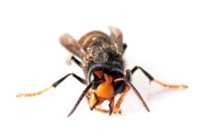 Asian hornet in studio