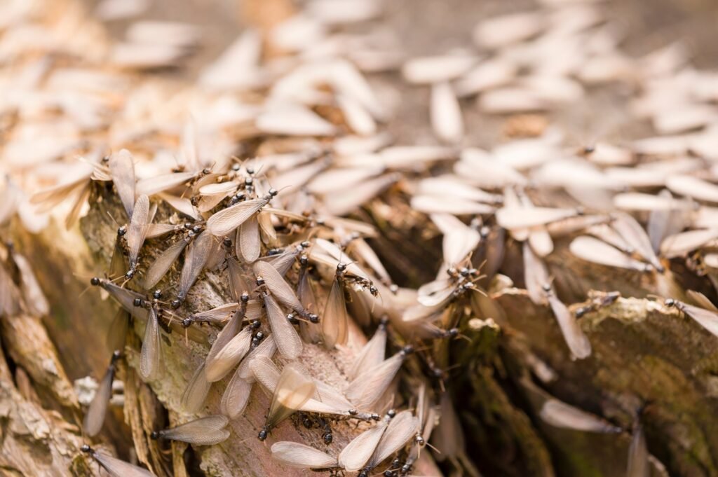 Winged individuals of termite