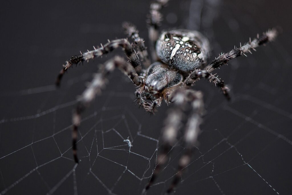 Close-up photograph. Spider in the spider net. ❤️ nominated 💔