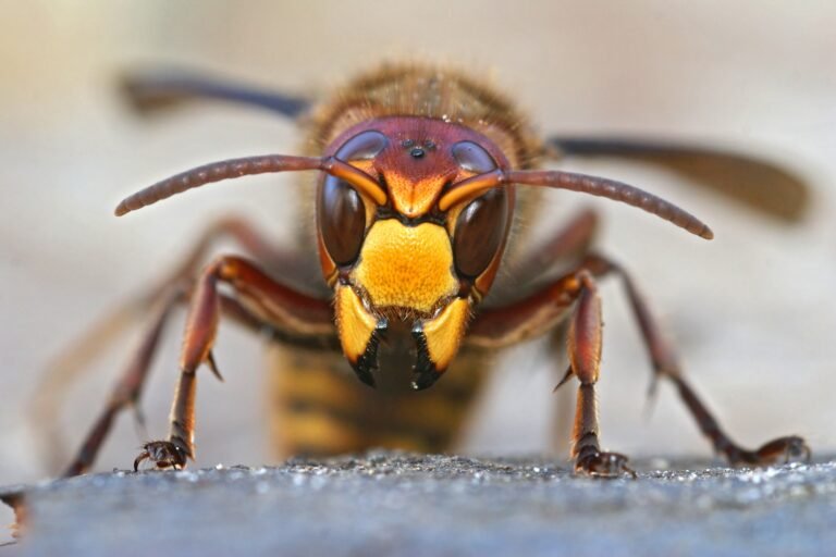 Best Practices for Hornet Removal in Atlanta Neighborhoods