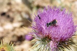 Bee and ant on milk thistle