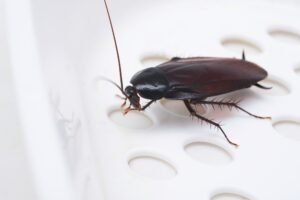 Cockroach