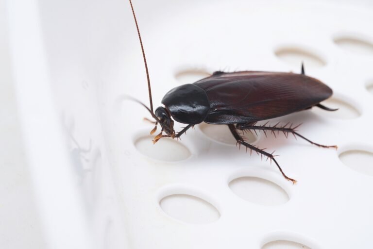 Cockroach