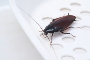 Cockroach
