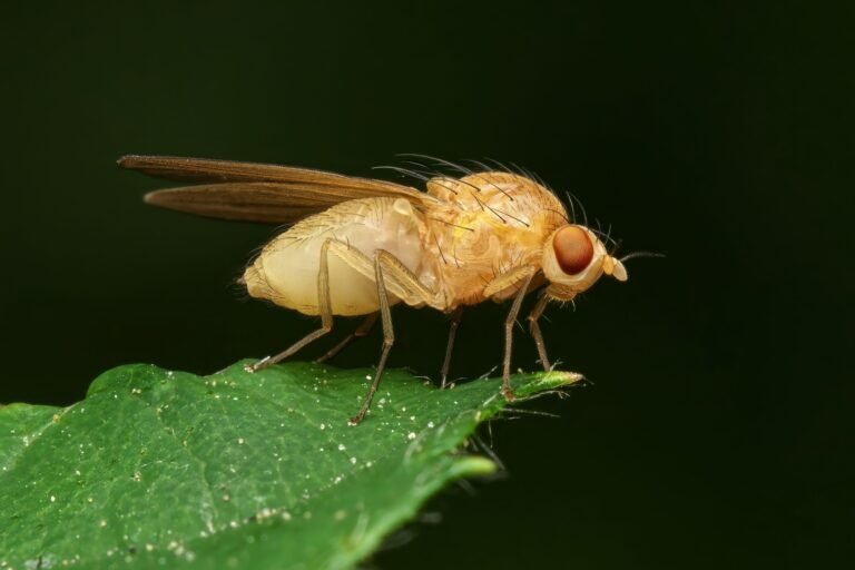 Fruit fly close-up on green leaf