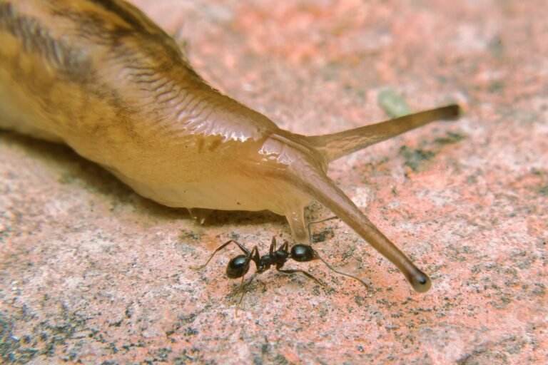Image of snail walking together with an ant in the garden