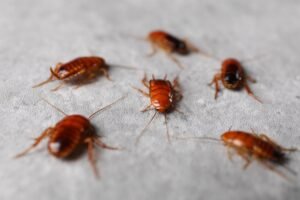 Many cockroaches on grey table, closeup. Pest control