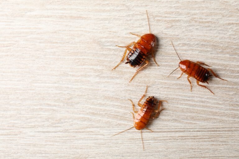 Three cockroaches on wooden table, flat lay. Space for text