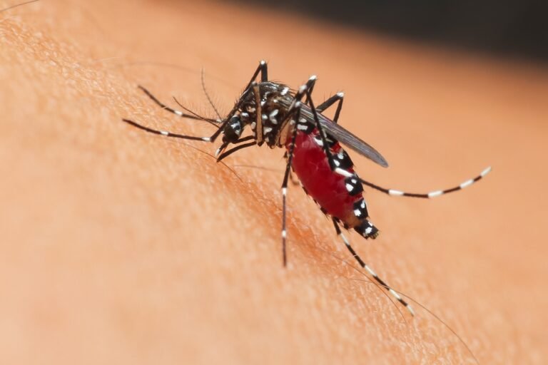 Close-up of a mosquito feeding on human skin, highlighting the potential health risks associated with mosquito bites and the importance of effective mosquito control solutions for families and pets.